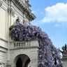 Tree Wisteria