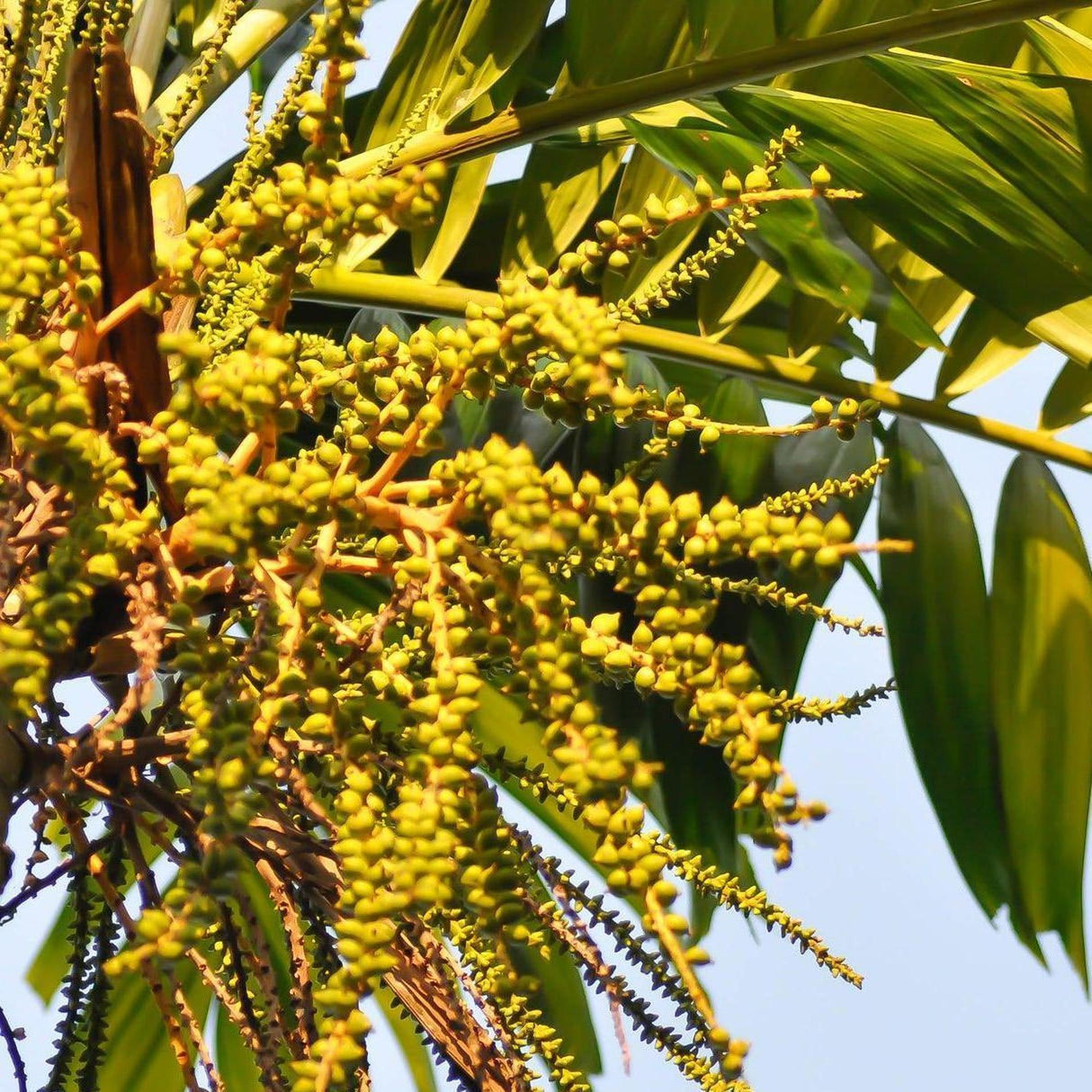 areca palm australia Triandra Palm - Areca triandra