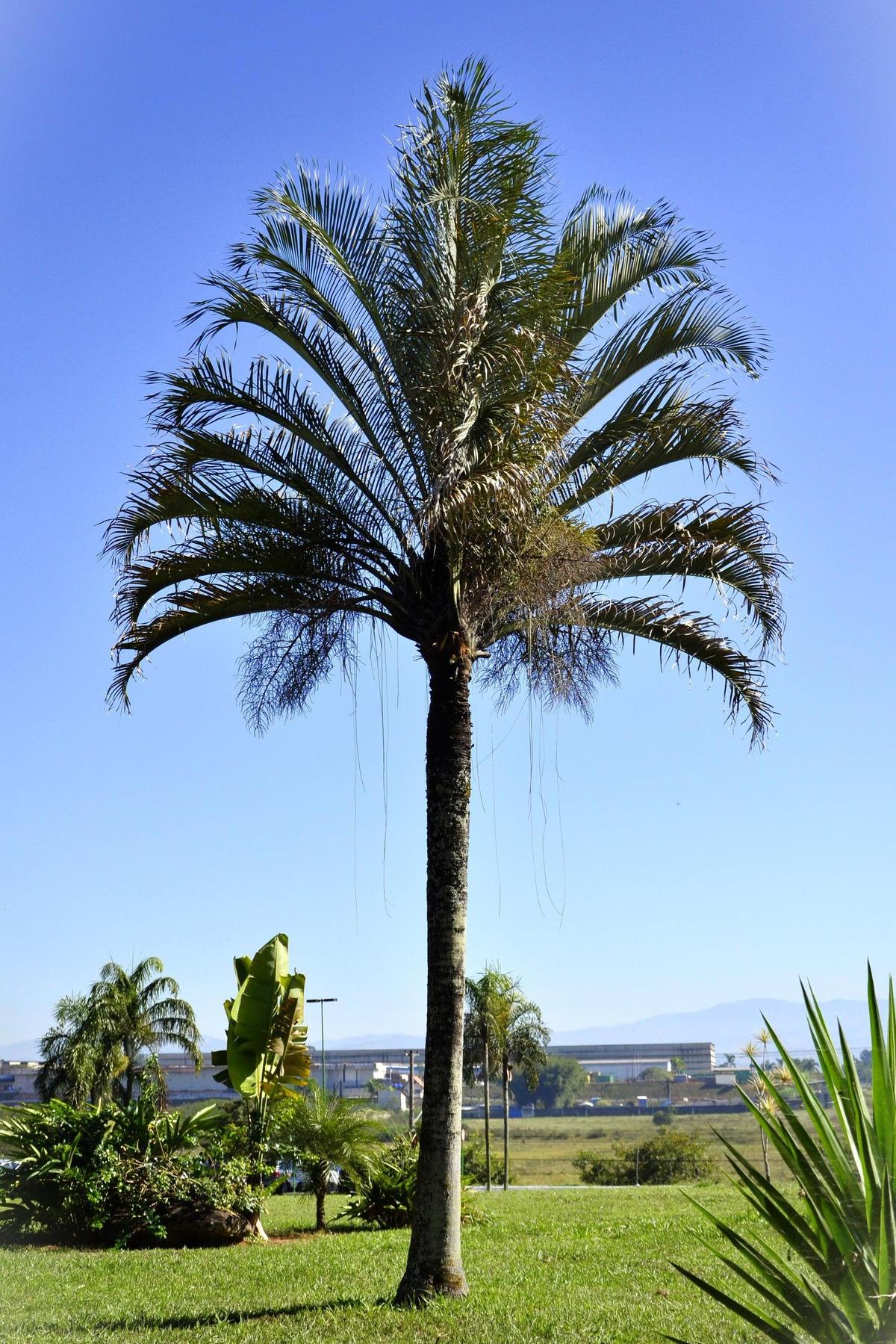 Triangle Palm - Dypsis decaryi-Evergreen,Full Sun,Moderate Water,Outdoor,Palm,Slow Growing,Tropical-Nursery Near Me