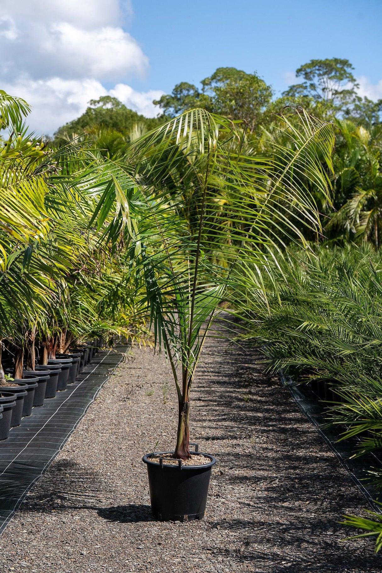 Triangle Palm - Dypsis decaryi-Evergreen,Full Sun,Moderate Water,Outdoor,Palm,Slow Growing,Tropical-Nursery Near Me