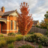 Trident Maple