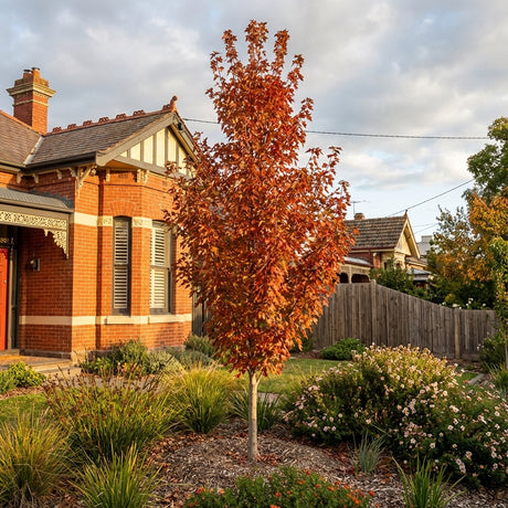 The Trident Maple - Acer buergerianum features brilliant red fall leaves and is the perfect shade tree to enhance any yard or garden.