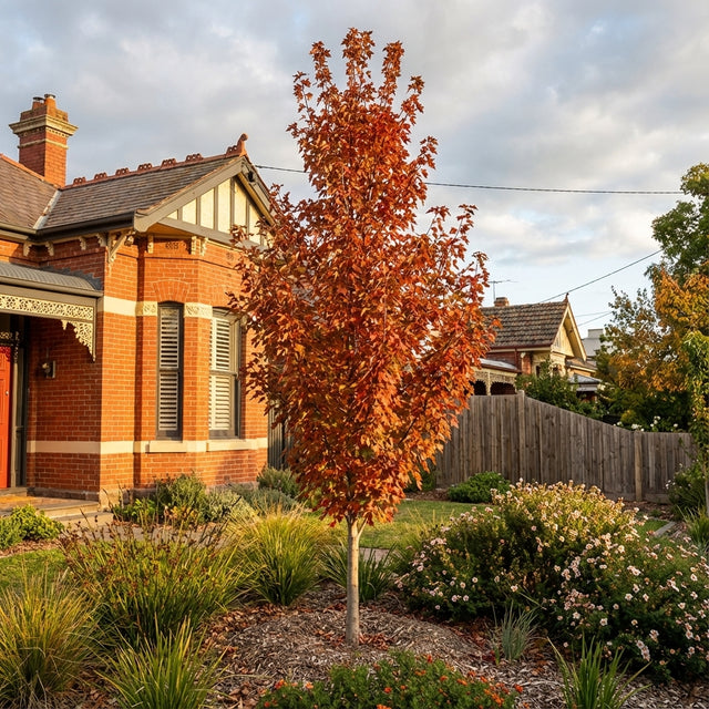 The Trident Maple - Acer buergerianum features brilliant red fall leaves and is the perfect shade tree to enhance any yard or garden.