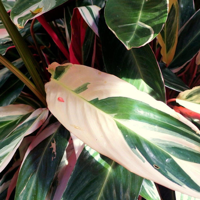 Triostar Prayer Plant - Stromanthe sanguinea Triostar-Evergreen,Indoor,Moderate Growing,Moderate Water,Ornamental,Partial Shade,Tropical-Nursery Near Me