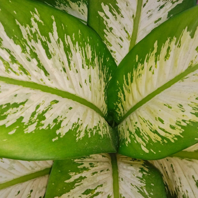 dieffenbachia tropic marianne care Tropic Marianne Dumb Cane - Dieffenbachia 'Tropic Marianne'