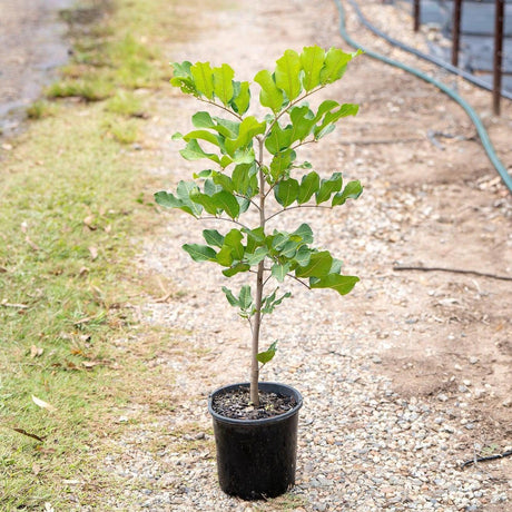 Tuckeroo Tree - Cupaniopsis anacardioides-Evergreen,Full Sun,Moderate Growing,Moderate Water,Native,Outdoor,Screening,Tree-Nursery Near Me