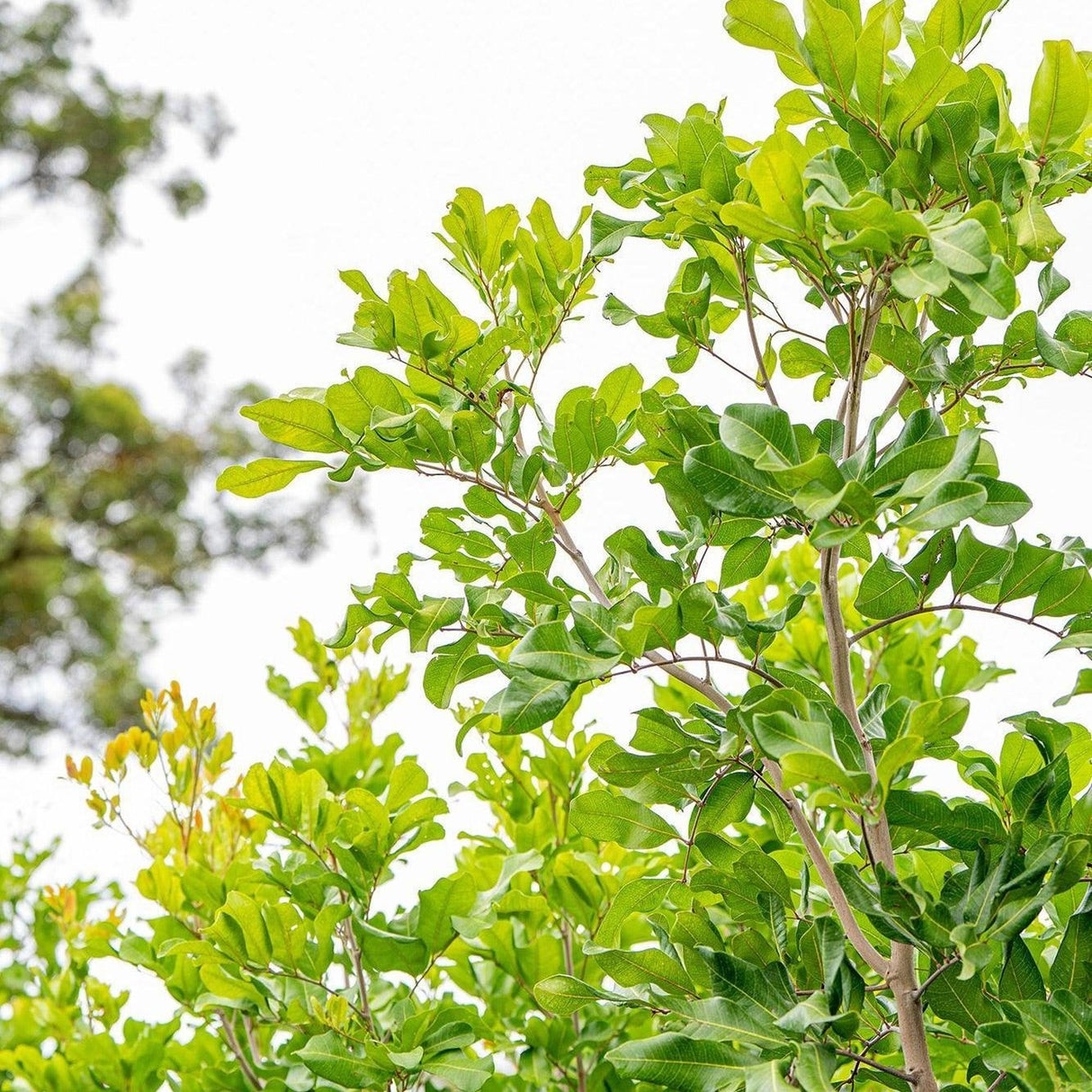 Tuckeroo Tree - Cupaniopsis anacardioides-Evergreen,Full Sun,Moderate Growing,Moderate Water,Native,Outdoor,Screening,Tree-Nursery Near Me