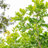 Tuckeroo Tree - Cupaniopsis anacardioides-Evergreen,Full Sun,Moderate Growing,Moderate Water,Native,Outdoor,Screening,Tree-Nursery Near Me