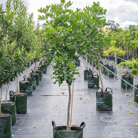 Tuckeroo Tree - Cupaniopsis anacardioides-Evergreen,Full Sun,Moderate Growing,Moderate Water,Native,Outdoor,Screening,Tree-Nursery Near Me