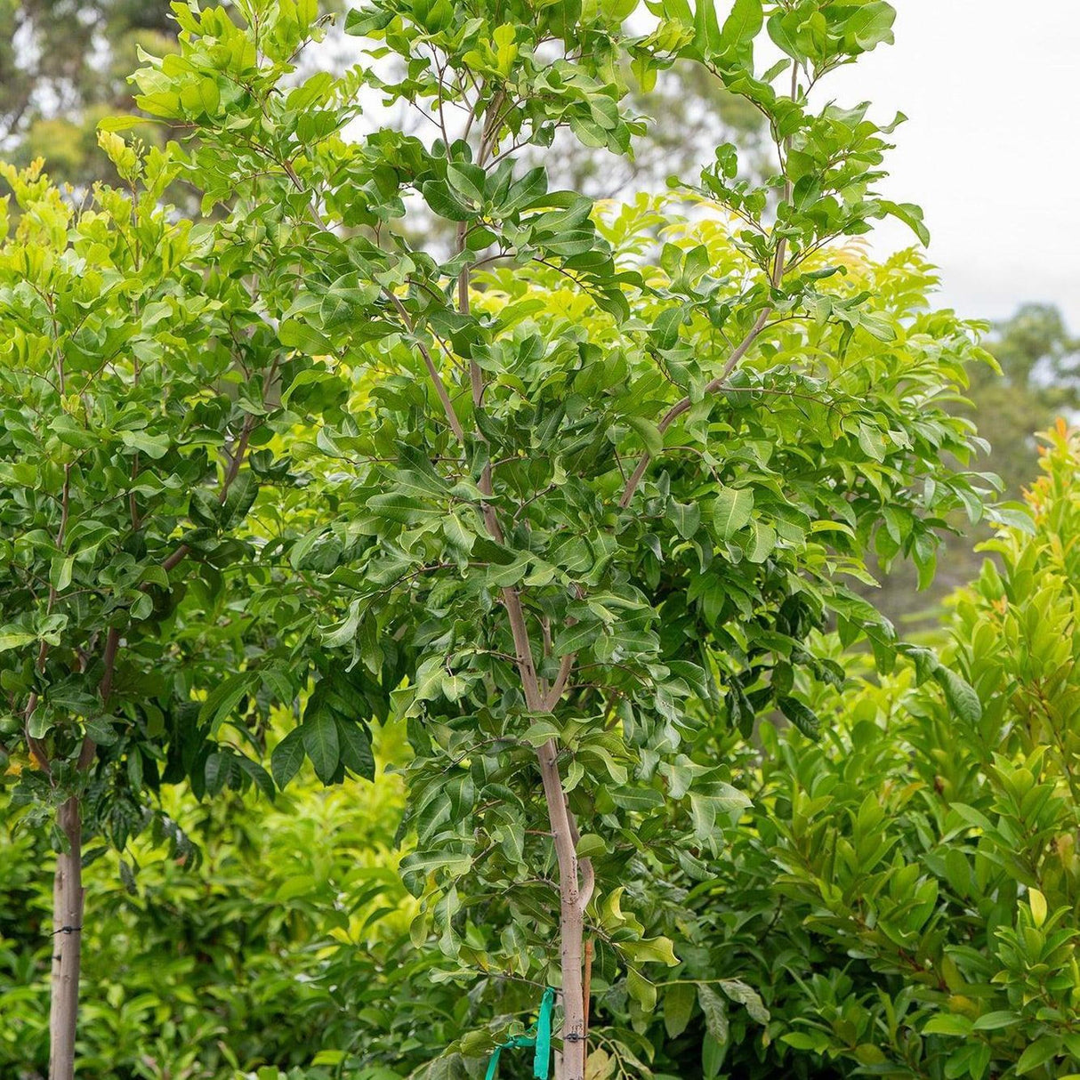 Tuckeroo Tree - Cupaniopsis anacardioides-Evergreen,Full Sun,Moderate Growing,Moderate Water,Native,Outdoor,Screening,Tree-Nursery Near Me