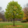 Tulip Tree