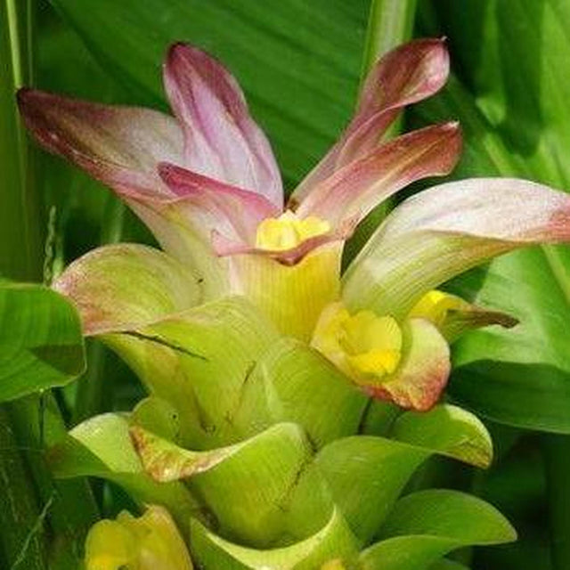 Tumeric - Curcuma longa-Deciduous,Flowering,High Water,Moderate Growing,Outdoor,Partial Shade,Tropical-Nursery Near Me