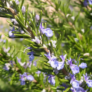 Tuscan Blue Rosemary