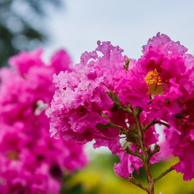 Tuscarora Crepe Myrtle - Lagerstroemia 'Tuscarora'-Deciduous,Fast Growing,Flowering,Full Sun,Moderate Water,Outdoor,Tree-Nursery Near Me