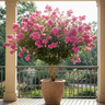 Tuscarora Crepe Myrtle