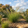 Rustic™ Tussock Grass