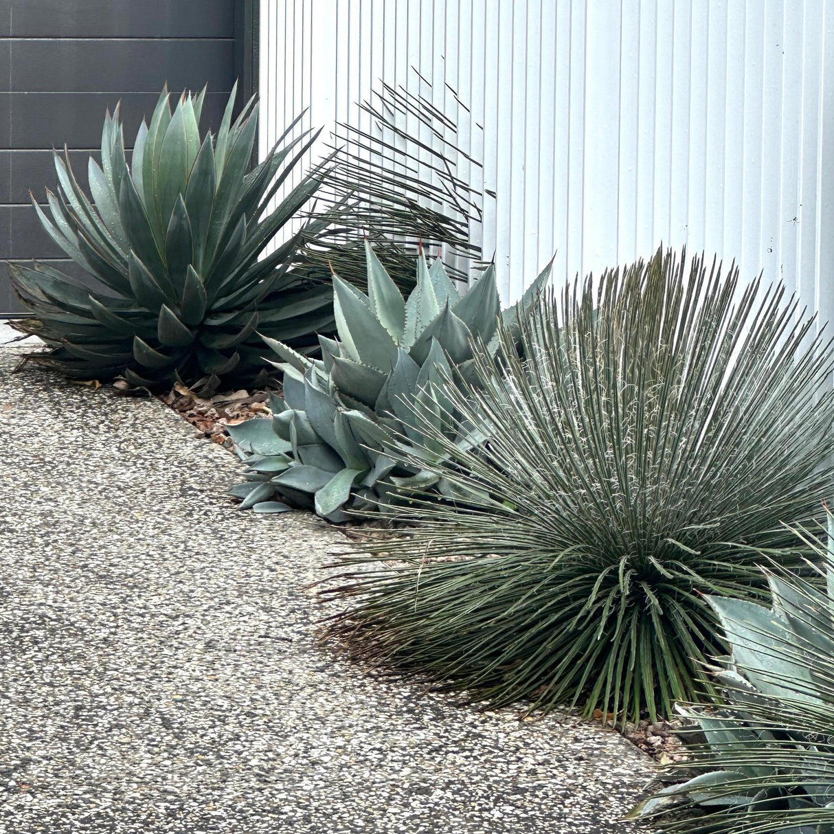 Twin flowered Agave (Agave geminiflora) and other drought-tolerant agaves and yuccas line a gravel path beside a white corrugated metal wall, bringing an architectural plant appeal to the space.