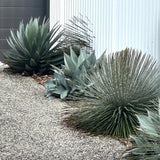 Twin flowered Agave (Agave geminiflora) and other drought-tolerant agaves and yuccas line a gravel path beside a white corrugated metal wall, bringing an architectural plant appeal to the space.