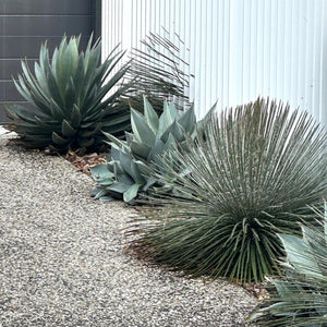 Twin flowered Agave