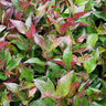 Twisting Red Leucothoe