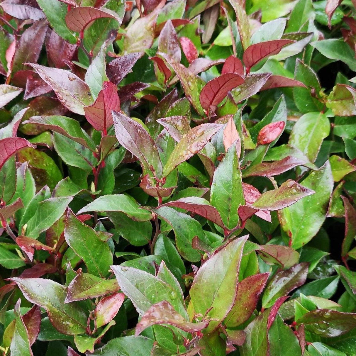 Twisting Red Leucothoe - Leucothoe 'Twisting Red'-Evergreen,Moderate Water,Ornamental,Outdoor,Partial Shade,Shrub,Slow Growing-Nursery Near Me