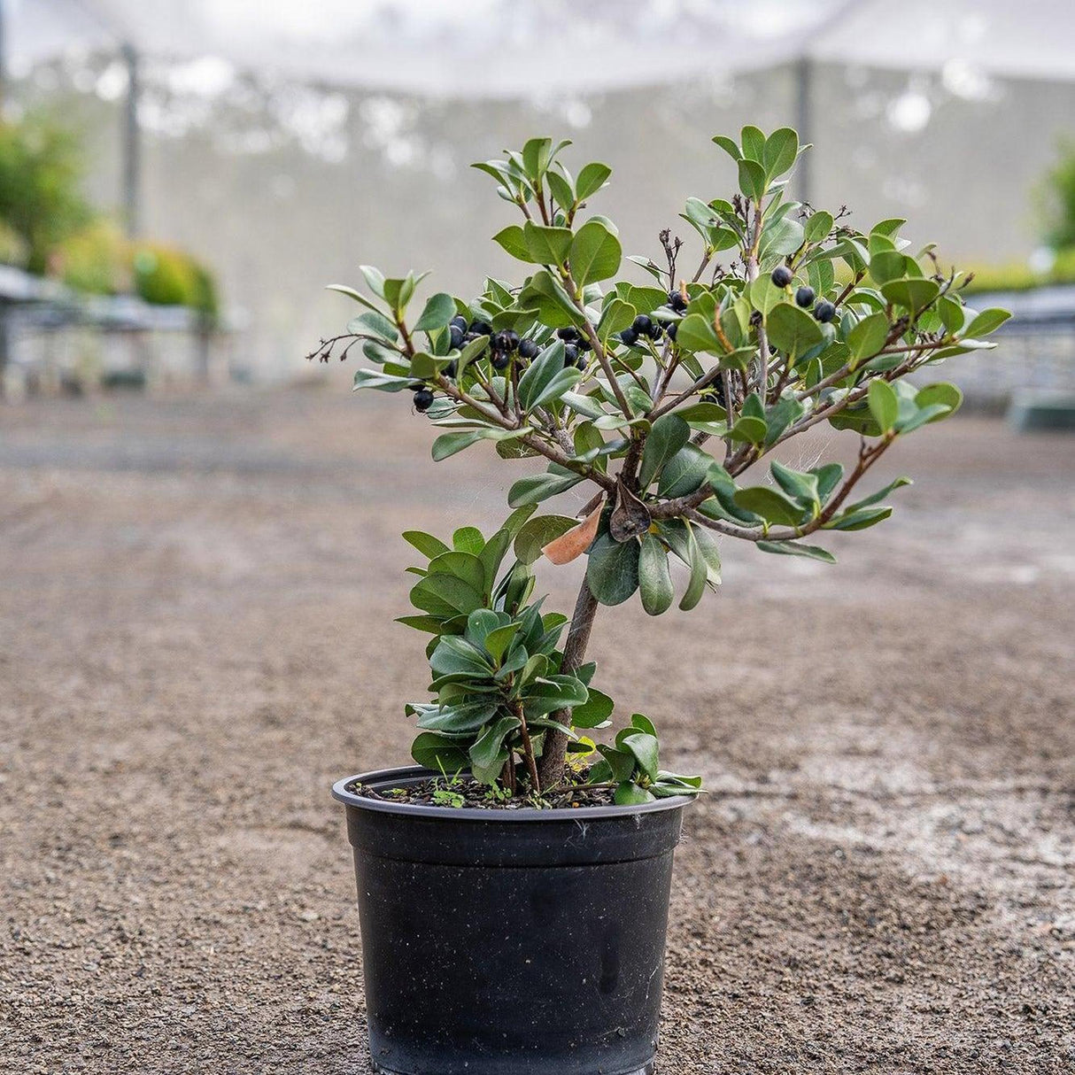 Umbellata Rhaphiolepis - Rhaphiolepis umbellata-Evergreen,Flowering,Full Sun,Moderate Water,Outdoor,Screening,Shrub,Slow Growing-Nursery Near Me