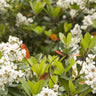 Umbellata Rhaphiolepis