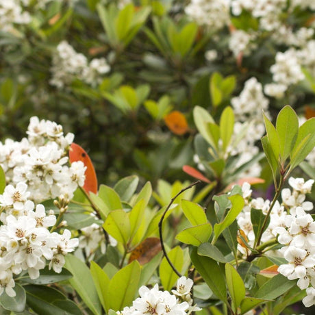 Umbellata Rhaphiolepis - Rhaphiolepis umbellata-Evergreen,Flowering,Full Sun,Moderate Water,Outdoor,Screening,Shrub,Slow Growing-Nursery Near Me