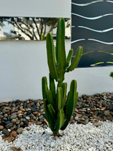 Cowboy Cactus - Euphorbia acrurensis