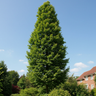 Upright Hornbeam