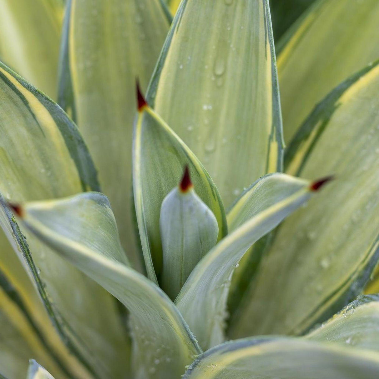 Variegated Agave - Agave americana 'Variegata'-Evergreen,Full Sun,Low Water,Ornamental,Outdoor,Slow Growing,Succulent-Nursery Near Me