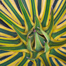 Variegated Agave