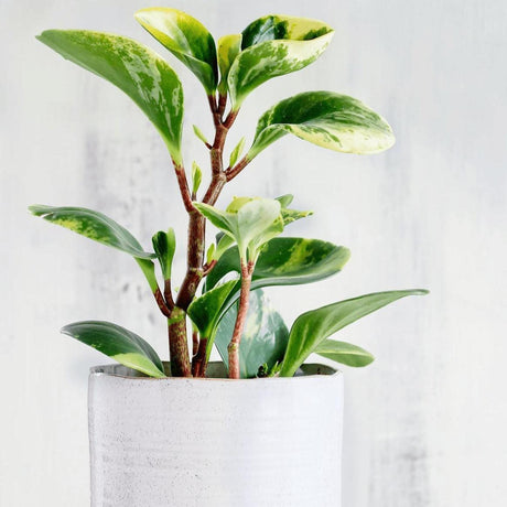 Variegated Baby Rubber Plant - Peperomia obtusifolia 'Alba Variegata'-Evergreen,Indoor,Moderate Water,Ornamental,Partial Shade,Slow Growing,Tropical-Nursery Near Me