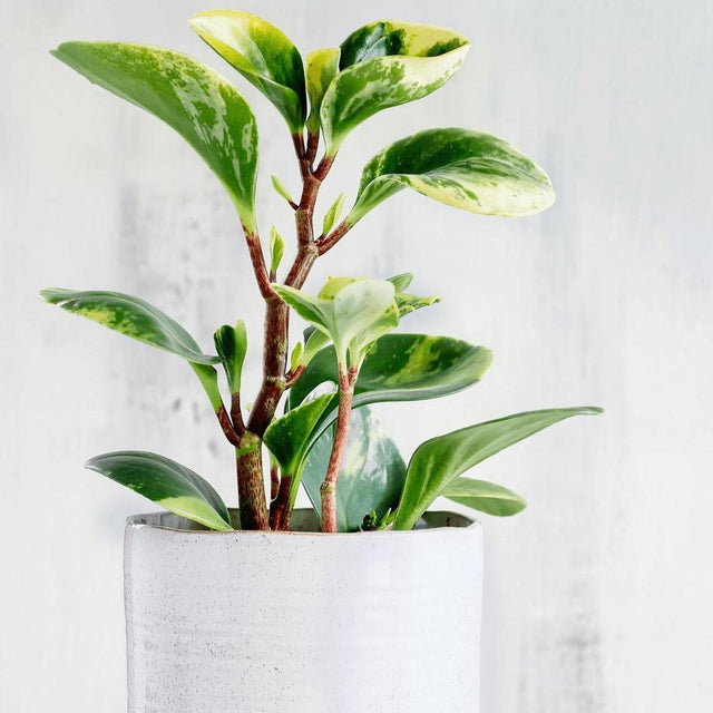 Variegated Baby Rubber Plant - Peperomia obtusifolia 'Alba Variegata'-Evergreen,Indoor,Moderate Water,Ornamental,Partial Shade,Slow Growing,Tropical-Nursery Near Me