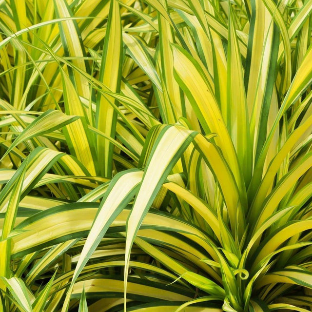 Variegated Baptist's Pandanus - Pandanus baptistii 'Variegated'-Evergreen,Full Sun,Moderate Water,Ornamental,Outdoor,Slow Growing,Tropical-Nursery Near Me