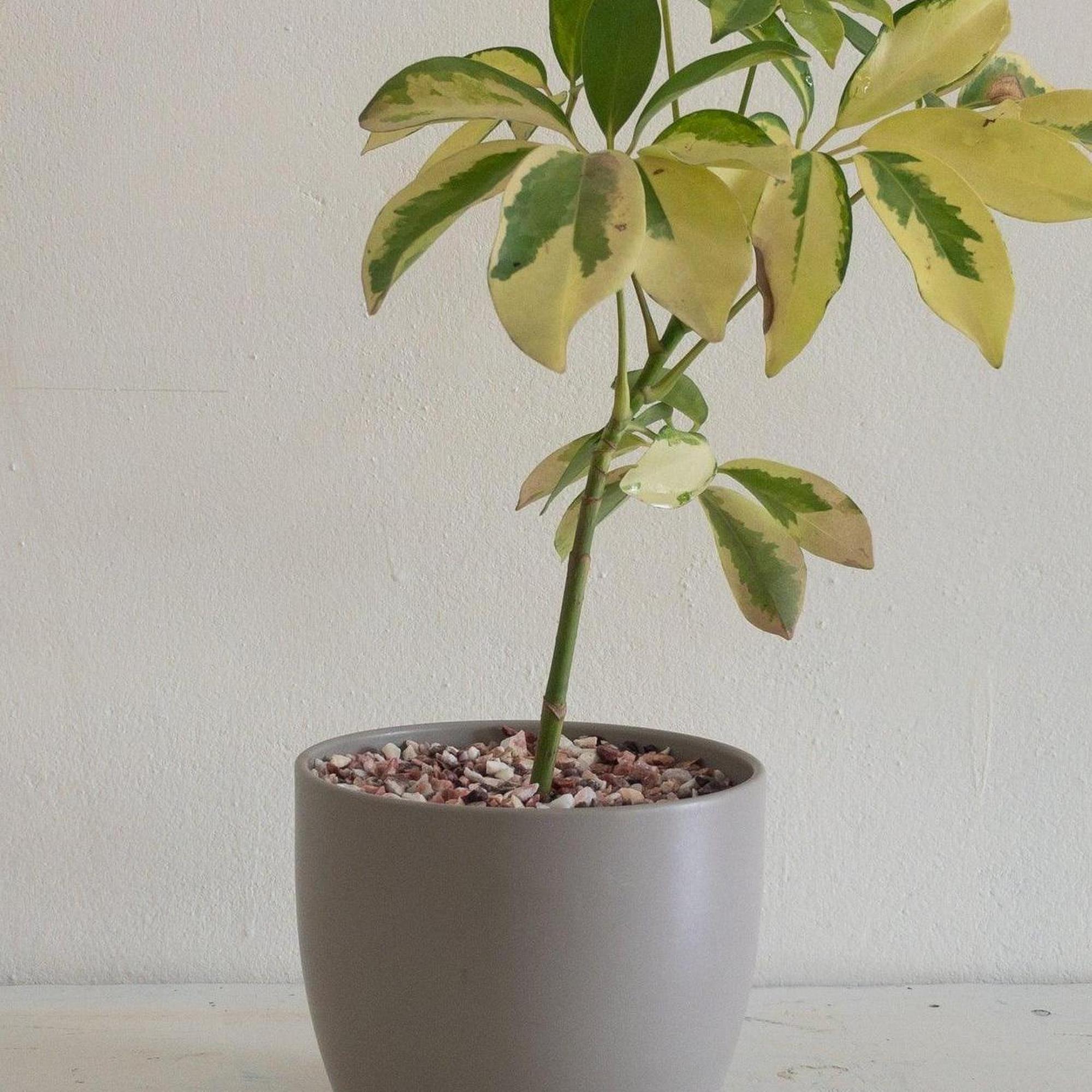 Variegated Dwarf Umbrella Tree - Schefflera arboricola 'Variegata'