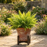 Variegated Giant Sword Fern
