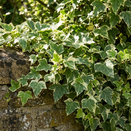 Variegated Ivy - Hedera ‘White Diamond’ displays its striking leaves as it climbs an old stone wall in sunlight, set against a backdrop of lush green foliage.