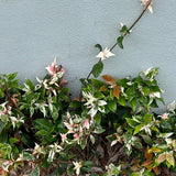 Variegated Jasmine - Trachelospermum jasminoides 'Tricolor'-Climber,Evergreen,Flowering,Moderate Growing,Moderate Water,Ornamental,Outdoor,Partial Shade-Nursery Near Me