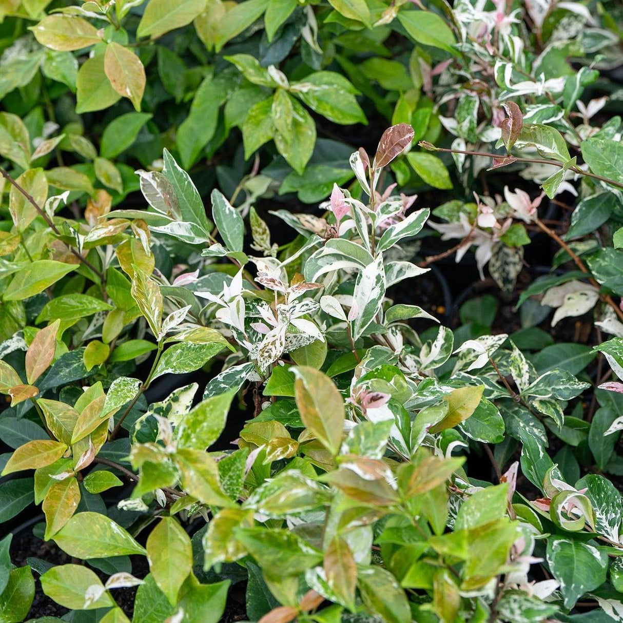 Variegated Jasmine - Trachelospermum jasminoides 'Tricolor' features dense tricolor and solid green foliage, creating a vibrant garden display.