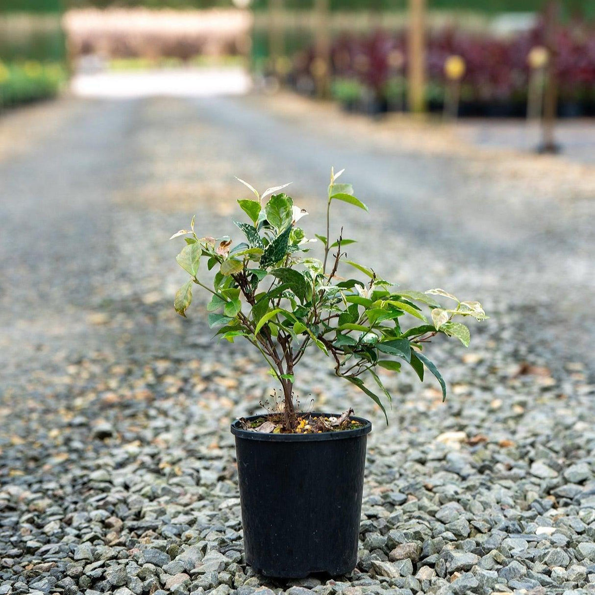 Variegated Jasmine - Trachelospermum jasminoides 'Tricolor'-Climber,Evergreen,Flowering,Moderate Growing,Moderate Water,Ornamental,Outdoor,Partial Shade-Nursery Near Me