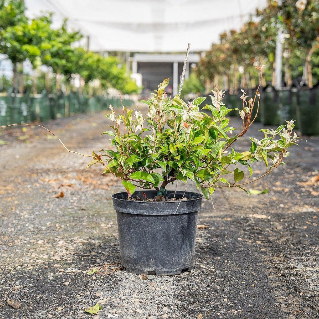 Variegated Jasmine - Trachelospermum jasminoides 'Tricolor'-Climber,Evergreen,Flowering,Moderate Growing,Moderate Water,Ornamental,Outdoor,Partial Shade-Nursery Near Me