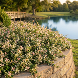 Variegated Jasmine - Trachelospermum jasminoides 'Tricolor' displays tricolor foliage and fragrant white flowers on a stone wall by the pond, adding charm near the wooden bridge and background trees.