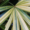 Variegated Lady Palm