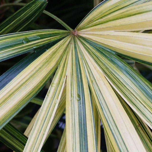 Variegated Lady Palm - Rhapis excelsa 'Variegated'-Evergreen,Indoor,Moderate Water,Palm,Partial Shade,Slow Growing,Tropical-Nursery Near Me