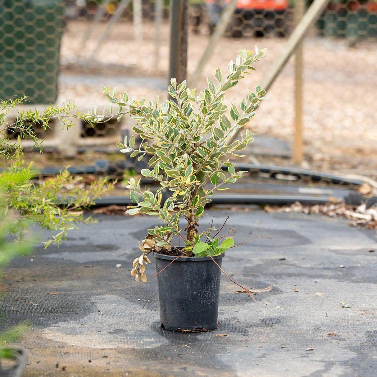 Variegated New Zealand Christmas Tree - Metrosideros excelsa 'Variegata'-Evergreen,Fast Growing,Flowering,Full Sun,Moderate Water,Outdoor,Screening,Tree-Nursery Near Me