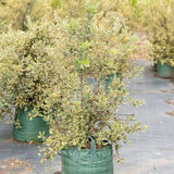 Variegated New Zealand Christmas Tree - Metrosideros excelsa 'Variegata'-Evergreen,Fast Growing,Flowering,Full Sun,Moderate Water,Outdoor,Screening,Tree-Nursery Near Me