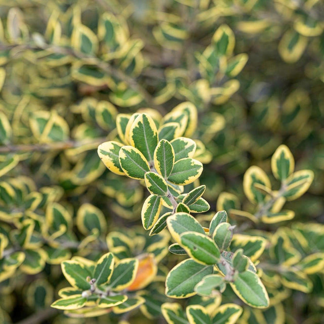 Variegated New Zealand Christmas Tree - Metrosideros excelsa 'Variegata'-Evergreen,Fast Growing,Flowering,Full Sun,Moderate Water,Outdoor,Screening,Tree-Nursery Near Me