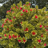 Variegated New Zealand Christmas Tree