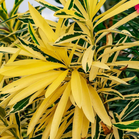 Variegated Oleander - Nerium oleander 'Variegated'-Evergreen,Fast Growing,Flowering,Full Sun,Moderate Water,Outdoor,Shrub-Nursery Near Me